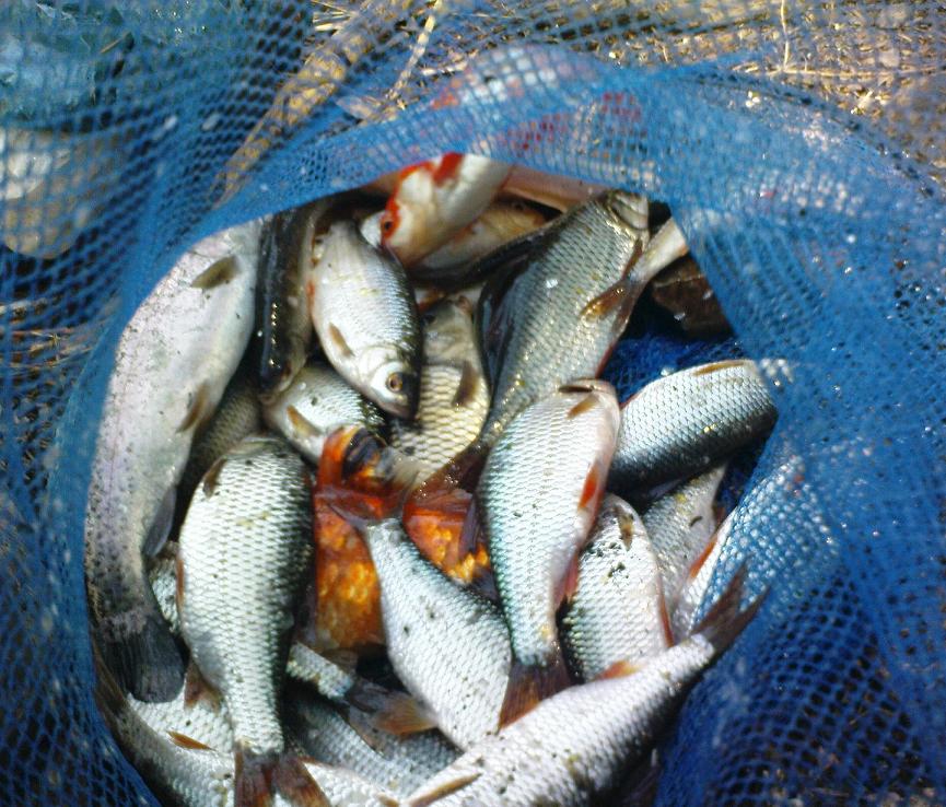roch-mirror carp-goldfish-rainbow trout