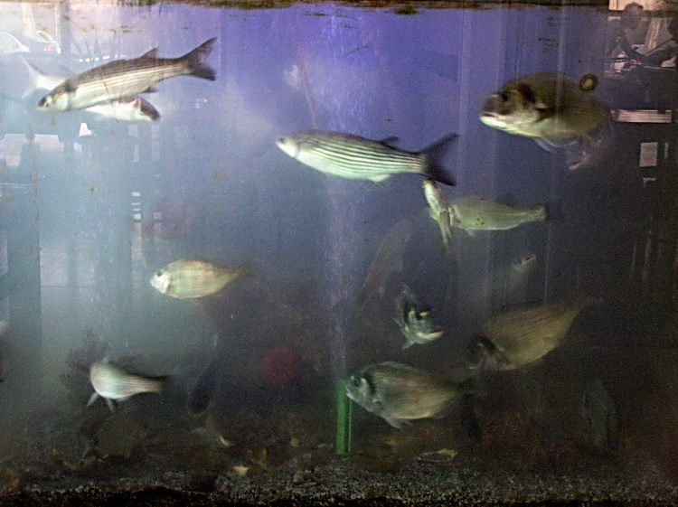 Gialla.jpg