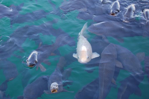 albino-carp.jpg