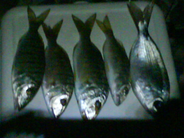 DSC00095.jpg