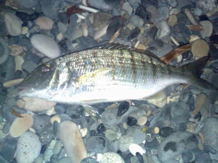 bad bass