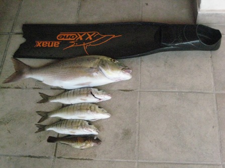 SINAGRIDA 4,5KG.JPG