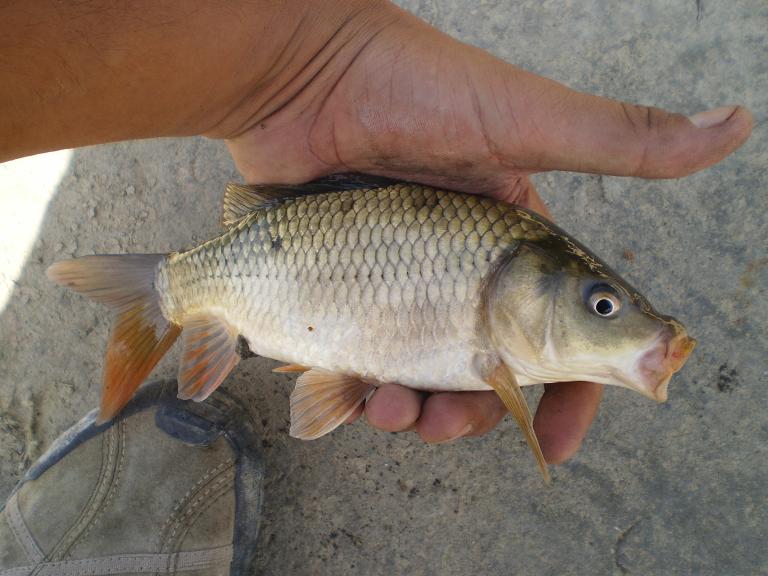 carp.JPG