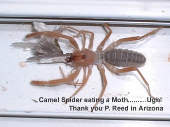 spidermoth.jpg