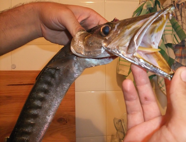 DSCF1955b.JPG