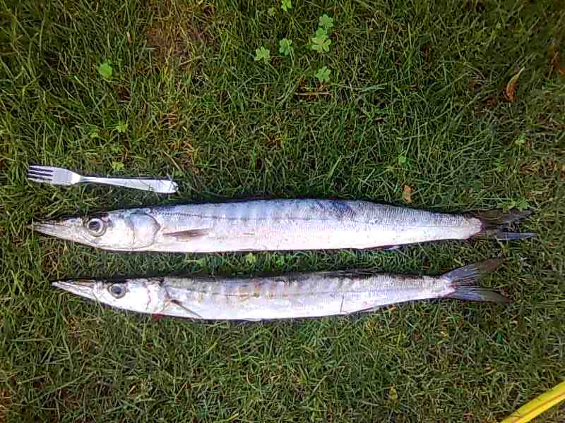 Image0115.jpg