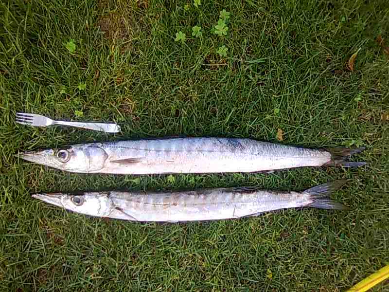 Image0116.jpg