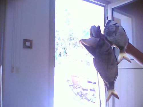 Picture0045.jpg