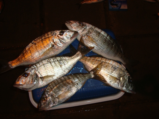 DSC02090.JPG