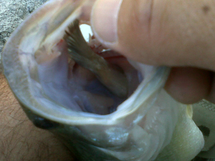 Branco's bass