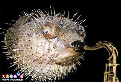funny-picture-fun-art-fish.jpg