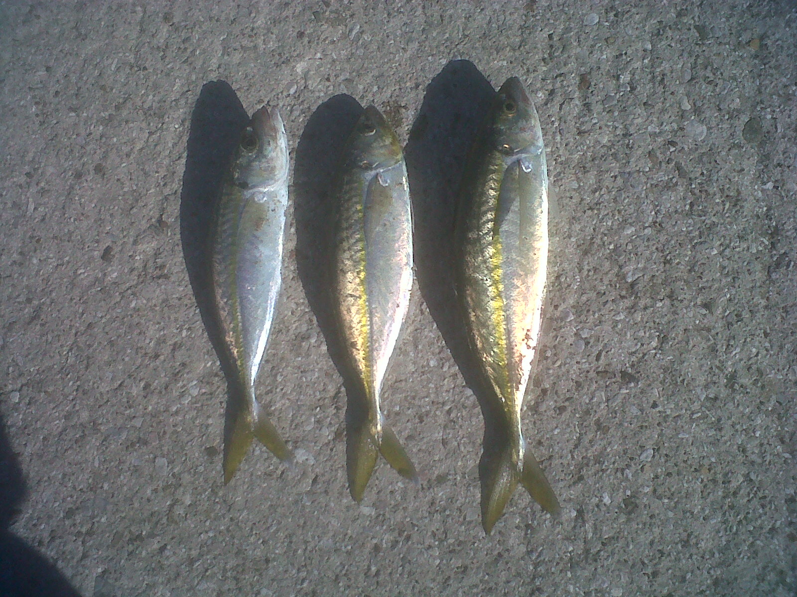 shore jigging/ kokkallia..........Kamares-Patra