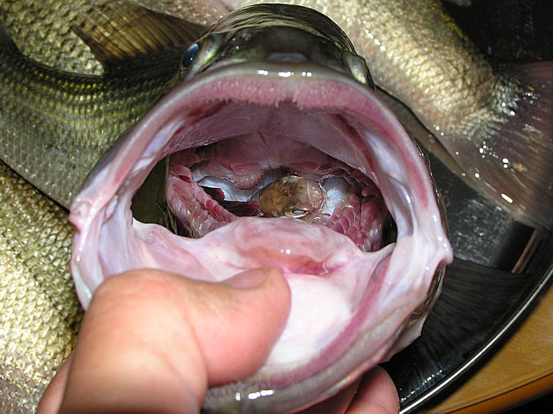 bass-roach 2005.jpg