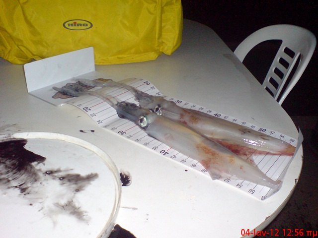 DSC00488 - Copy.JPG