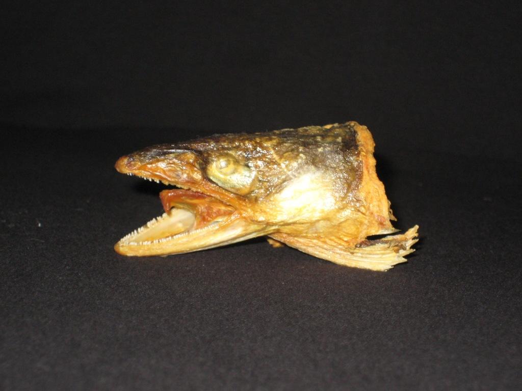 fish 3.jpg