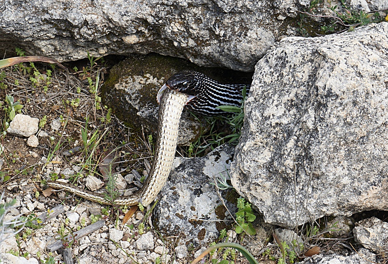 snake2.jpg