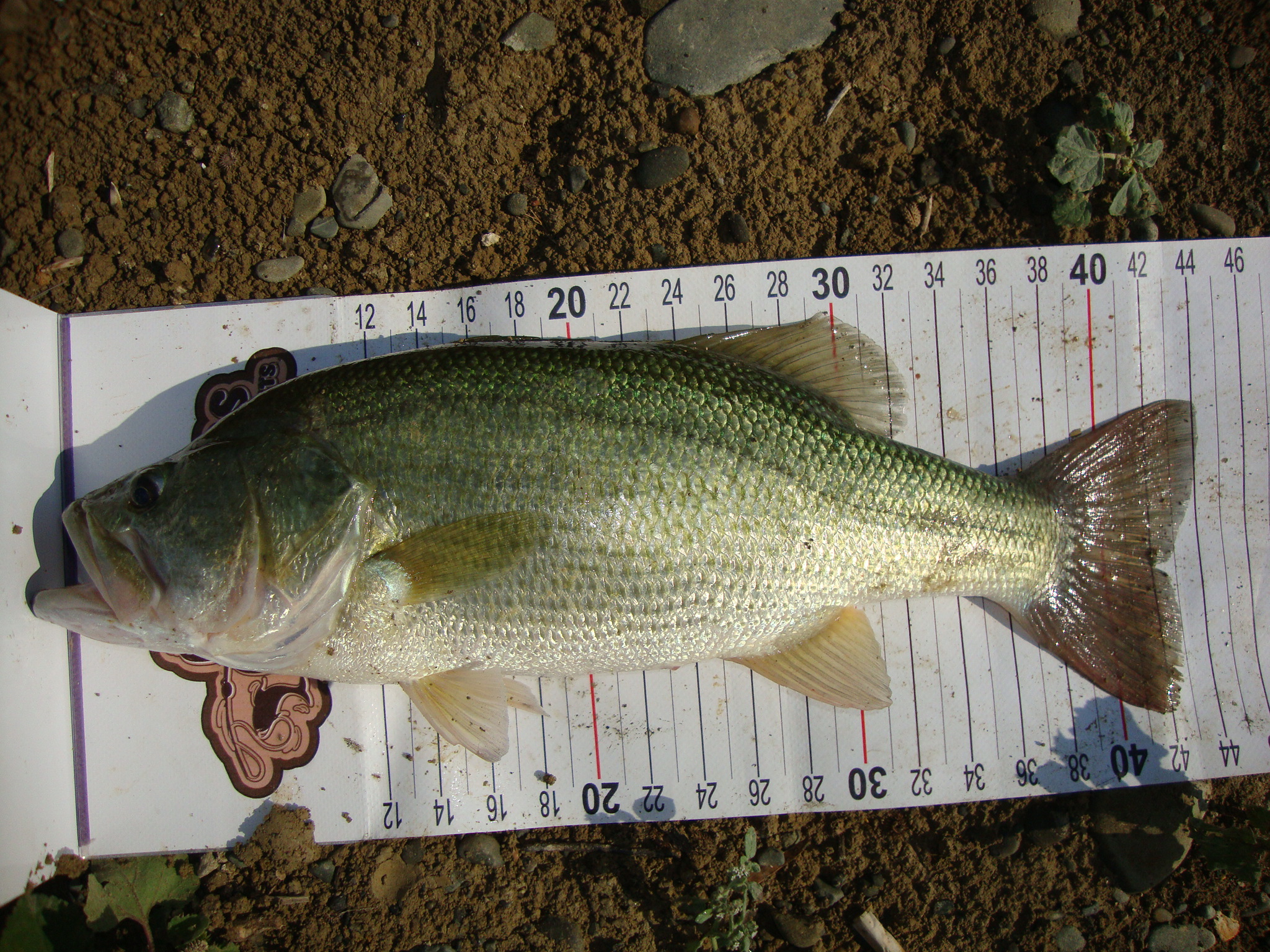 DSC03536.JPG