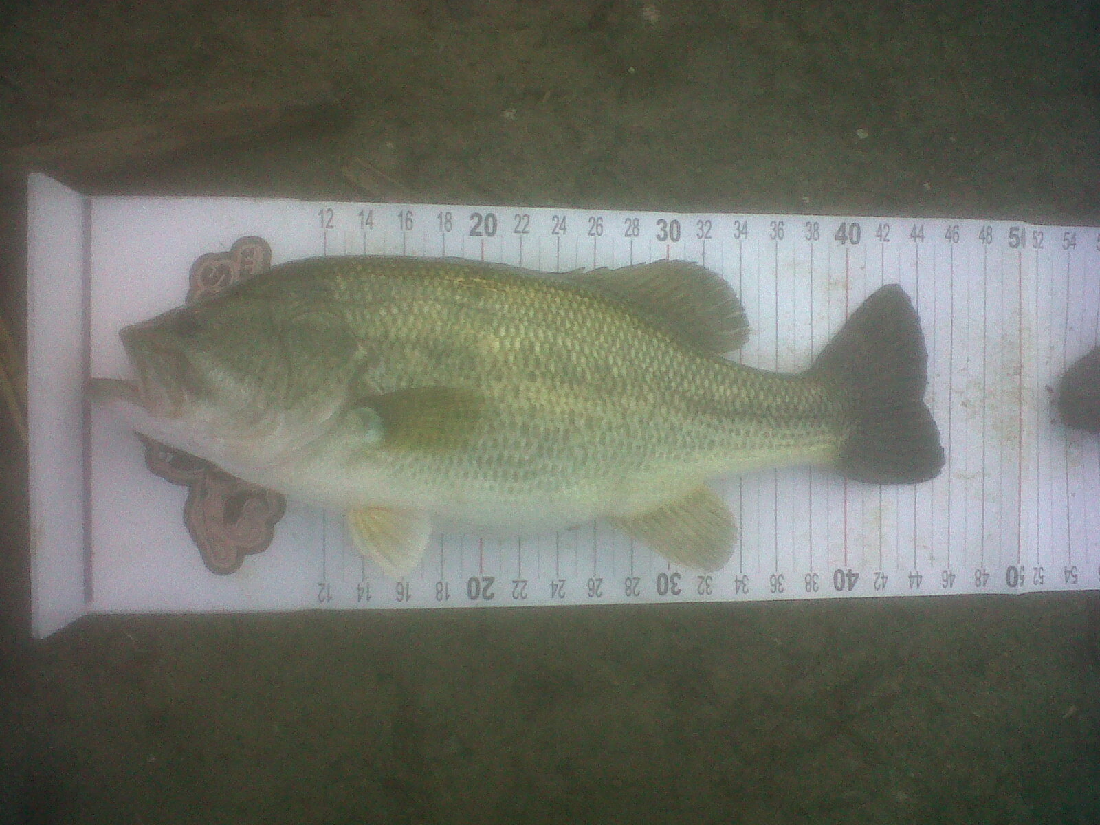 argemouth bass 1,680kg!! xeimwniatika psarakia!!!:)