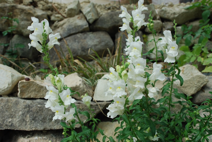 DSC_0163.jpg
